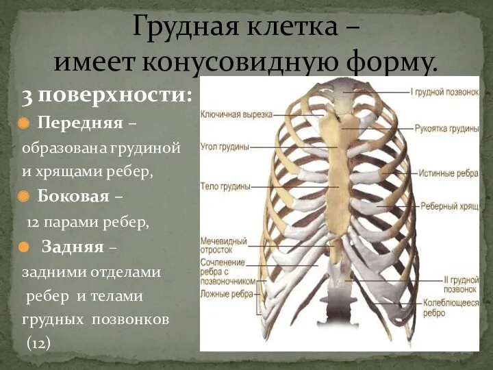 Грудная клетка – имеет конусовидную форму. 3 поверхности: Передняя –