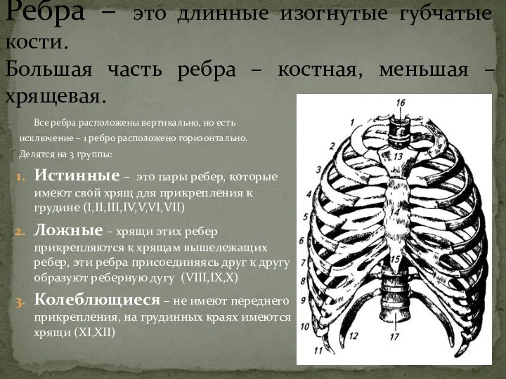 Ребра – это длинные изогнутые губчатые кости. Большая часть ребра