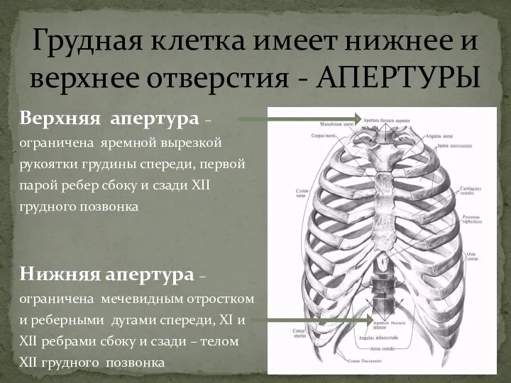 Грудная клетка имеет нижнее и верхнее отверстия - АПЕРТУРЫ Верхняя