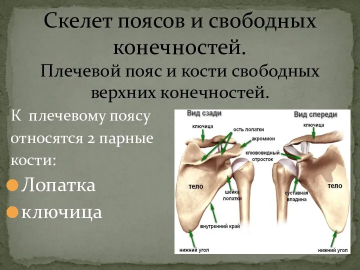 Скелет поясов и свободных конечностей. Плечевой пояс и кости свободных