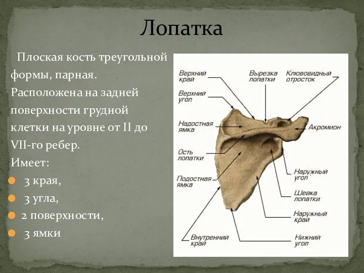 Лопатка Плоская кость треугольной формы, парная. Расположена на задней поверхности