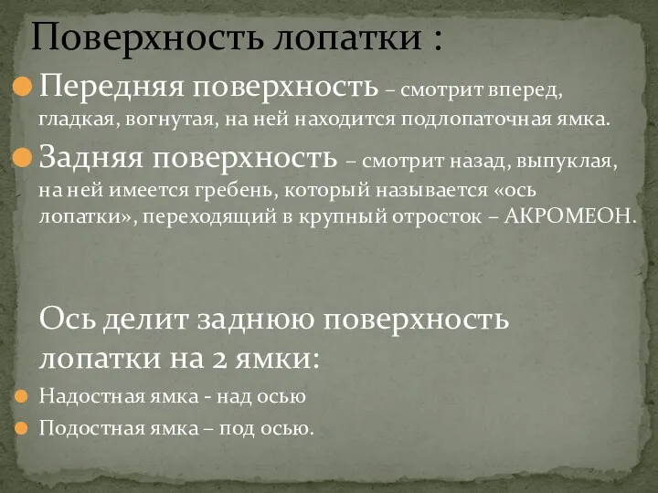 Поверхность лопатки : Передняя поверхность – смотрит вперед, гладкая, вогнутая,