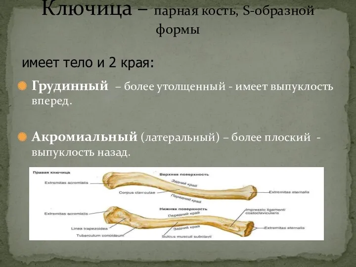 Грудинный – более утолщенный - имеет выпуклость вперед. Акромиальный (латеральный)