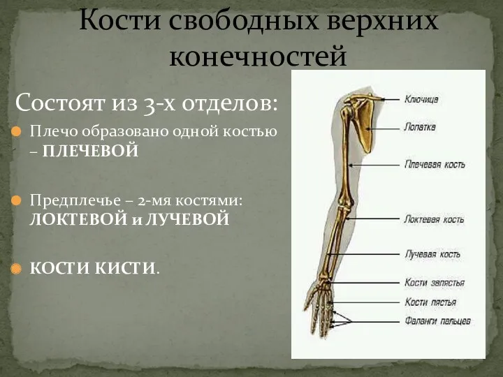 Кости свободных верхних конечностей Состоят из 3-х отделов: Плечо образовано