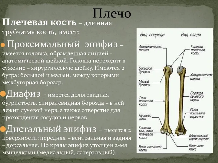 Плечо Плечевая кость – длинная трубчатая кость, имеет: Проксимальный эпифиз