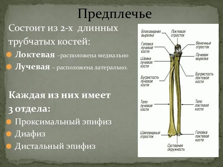 Предплечье Состоит из 2-х длинных трубчатых костей: Локтевая –расположена медиально