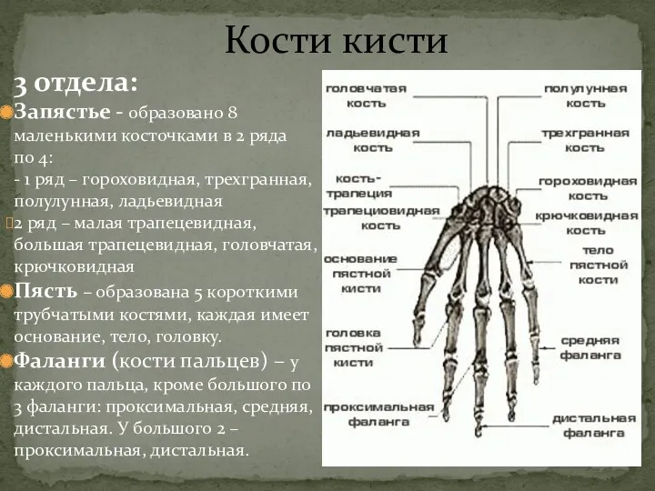 Кости кисти 3 отдела: Запястье - образовано 8 маленькими косточками