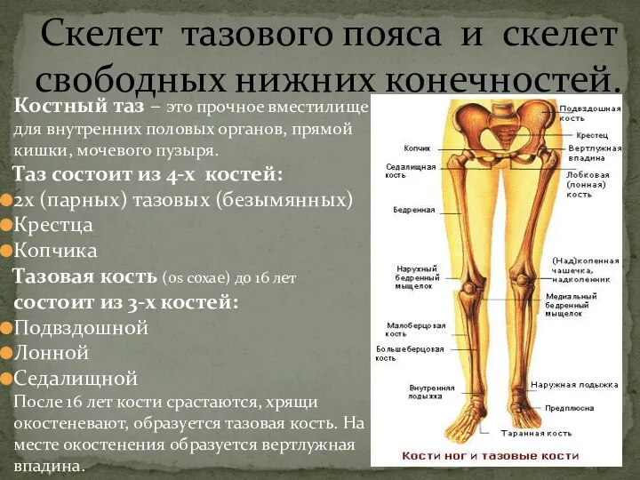 Скелет тазового пояса и скелет свободных нижних конечностей. Костный таз