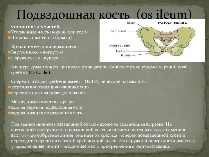 Состоит из 2-х частей: Утолщенная часть (корень или тело) Широкая