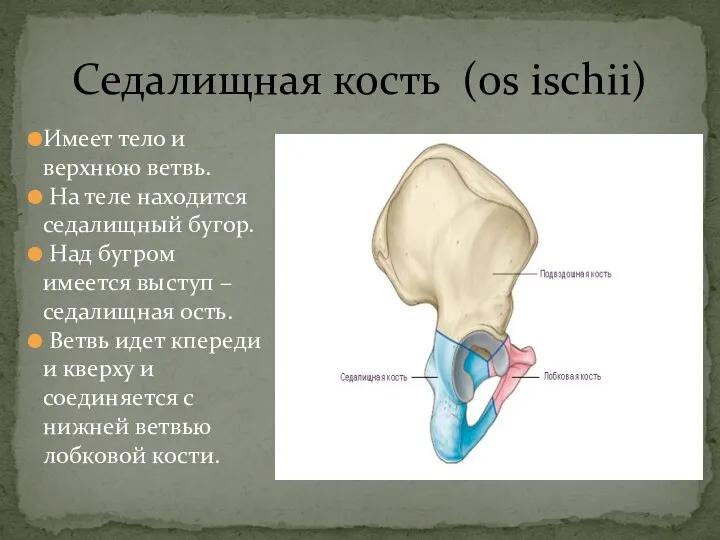 Седалищная кость (os ischii) Имеет тело и верхнюю ветвь. На