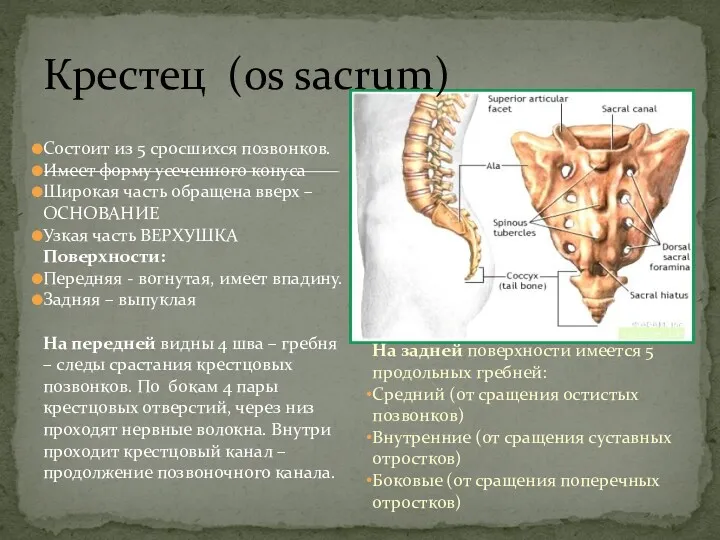 Состоит из 5 сросшихся позвонков. Имеет форму усеченного конуса Широкая