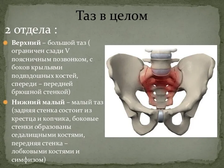 Таз в целом 2 отдела : Верхний – большой таз