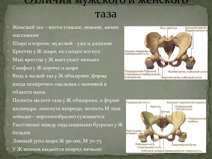 Отличия мужского и женского таза Женский таз – кости тоньше,