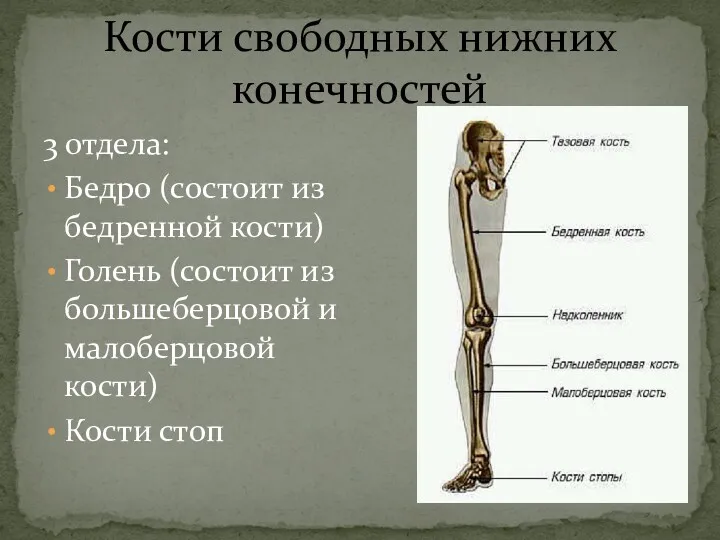 Кости свободных нижних конечностей 3 отдела: Бедро (состоит из бедренной