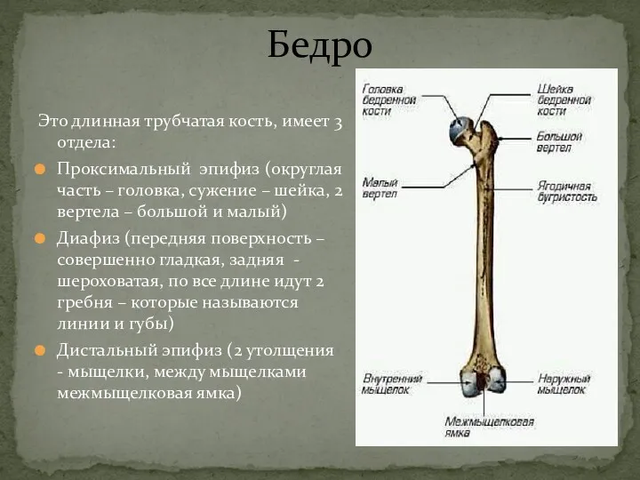 Бедро Это длинная трубчатая кость, имеет 3 отдела: Проксимальный эпифиз