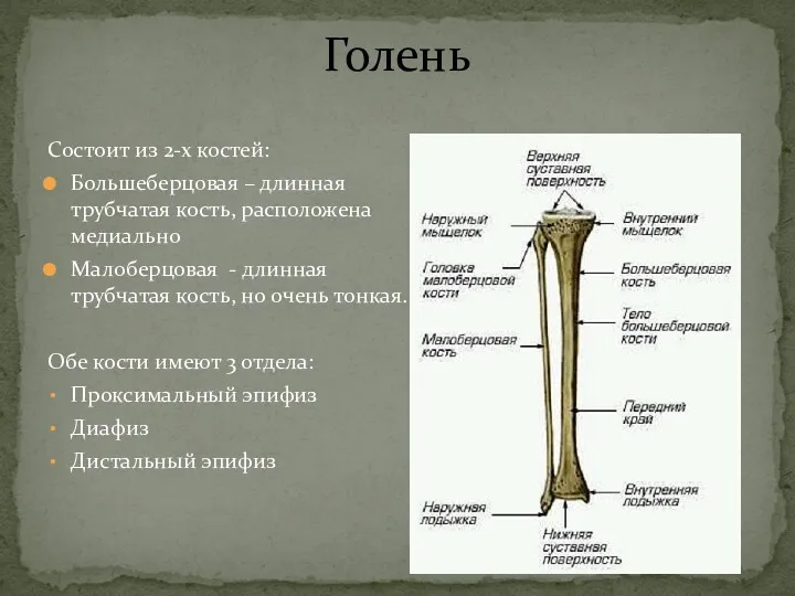 Голень Состоит из 2-х костей: Большеберцовая – длинная трубчатая кость,