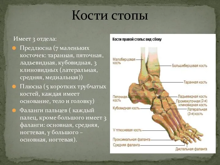 Кости стопы Имеет 3 отдела: Предлюсна (7 маленьких косточек: таранная,