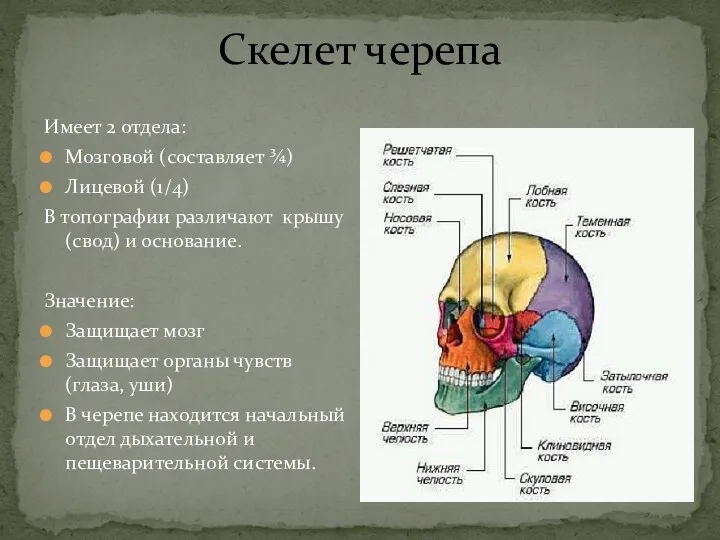 Скелет черепа Имеет 2 отдела: Мозговой (составляет ¾) Лицевой (1/4)