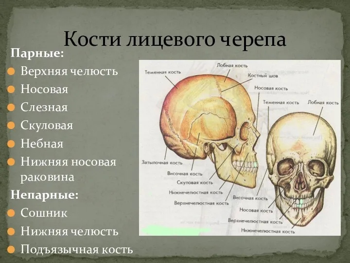 Кости лицевого черепа Парные: Верхняя челюсть Носовая Слезная Скуловая Небная