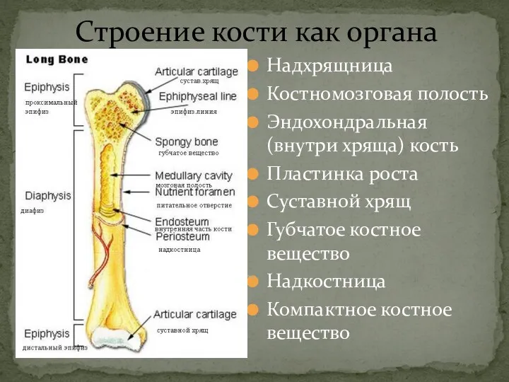 Строение кости как органа Надхрящница Костномозговая полость Эндохондральная (внутри хряща)