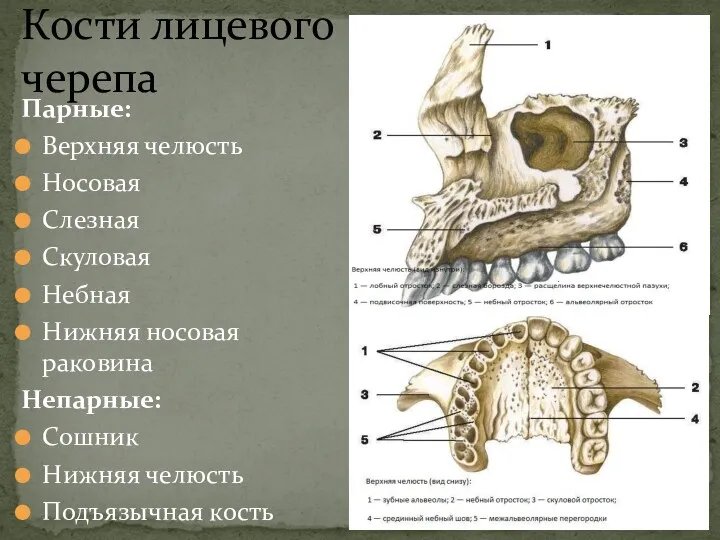 Кости лицевого черепа Парные: Верхняя челюсть Носовая Слезная Скуловая Небная