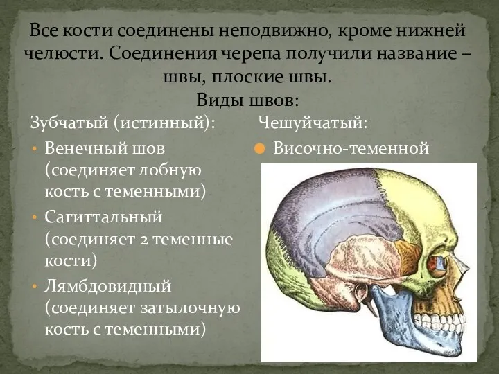 Все кости соединены неподвижно, кроме нижней челюсти. Соединения черепа получили