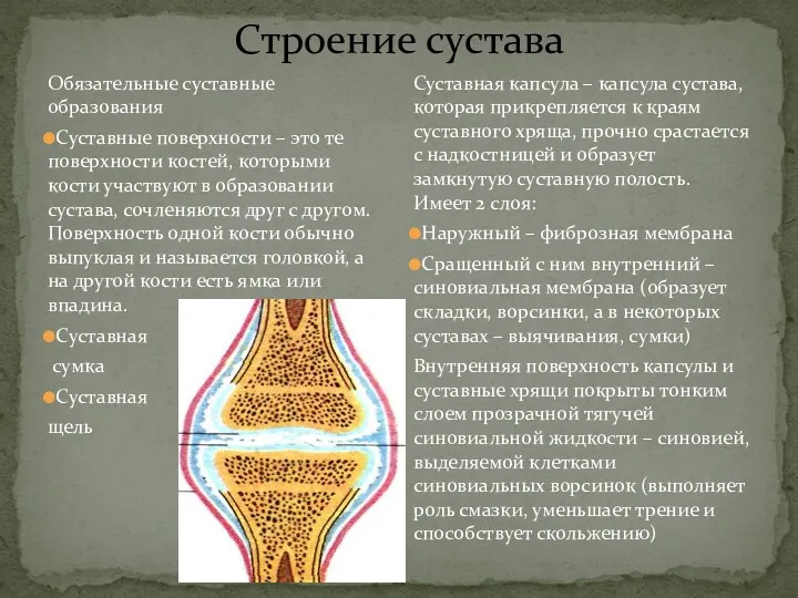 Строение сустава Обязательные суставные образования Суставные поверхности – это те