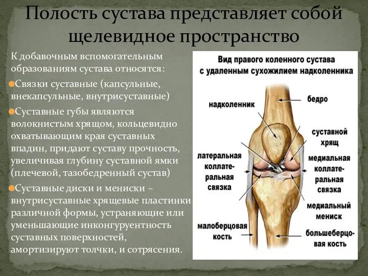 Полость сустава представляет собой щелевидное пространство К добавочным вспомогательным образованиям