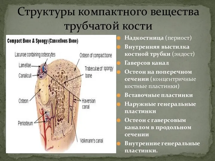 Структуры компактного вещества трубчатой кости Надкостница (периост) Внутренняя выстилка костной