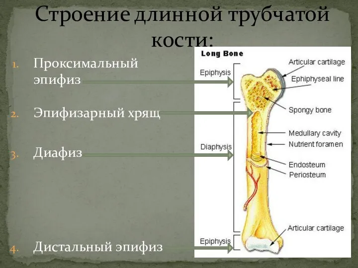 Строение длинной трубчатой кости: Проксимальный эпифиз Эпифизарный хрящ Диафиз Дистальный эпифиз