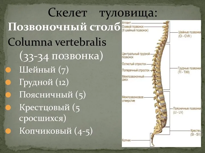 Скелет туловища: Позвоночный столб Columna vertebralis (33-34 позвонка) Шейный (7)