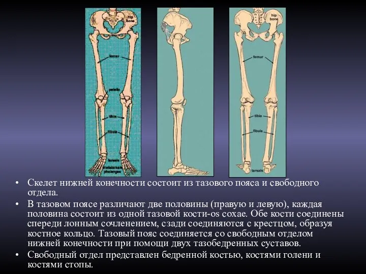 Скелет нижней конечности состоит из тазового пояса и свободного отдела.