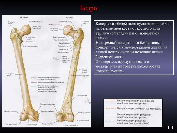 Бедро Капсула тазобедренного сустава начинается на безыменной кости от костного