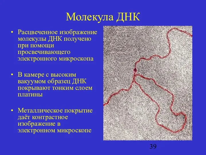 Молекула ДНК Расцвеченное изображение молекулы ДНК получено при помощи просвечивающего