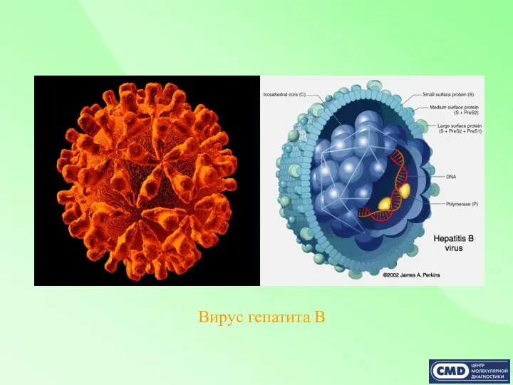 Вирус гепатита В