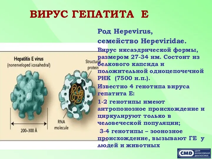 ВИРУС ГЕПАТИТА Е Род Hepevirus, семейство Hepeviridae. Вирус иксаэдрической формы,