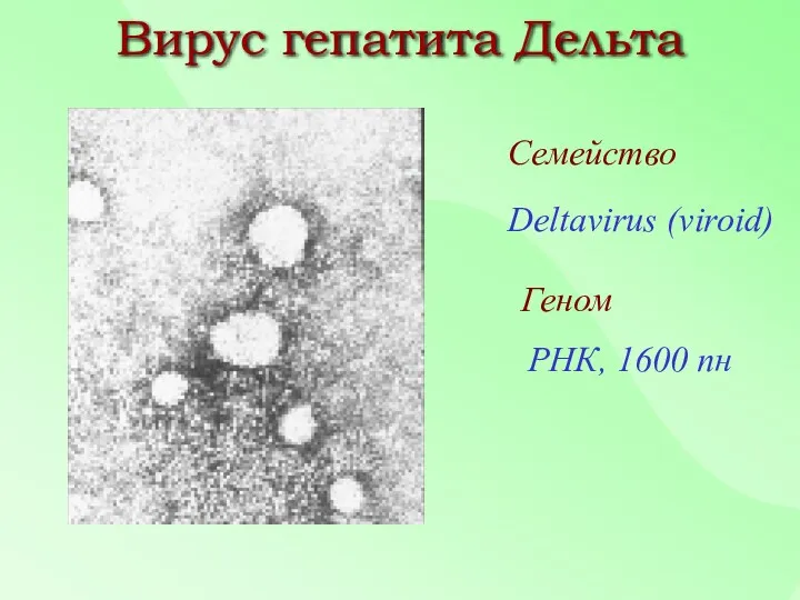 Семейство Deltavirus (viroid) Геном РНК, 1600 пн Вирус гепатита Дельта