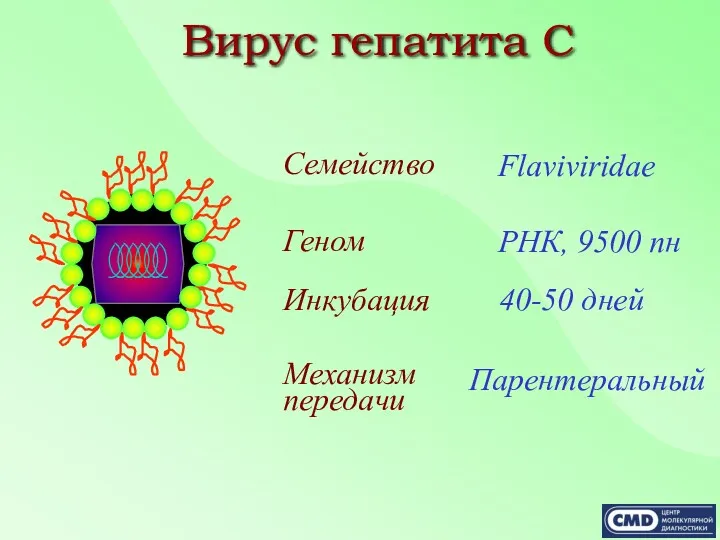 Семейство Flaviviridae Инкубация Механизм передачи Парентеральный 40-50 дней Геном РНК, 9500 пн Вирус гепатита С