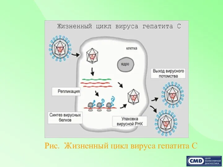 Рис. Жизненный цикл вируса гепатита С