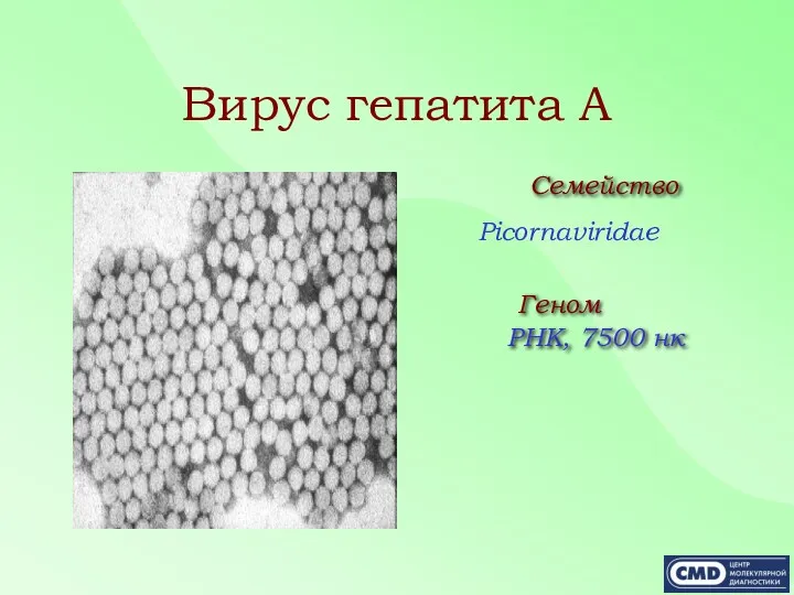 Вирус гепатита А Семейство Picornaviridae Геном РНК, 7500 нк