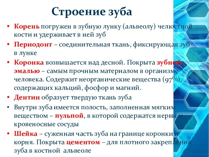 Строение зуба Корень погружен в зубную лунку (альвеолу) челюстной кости