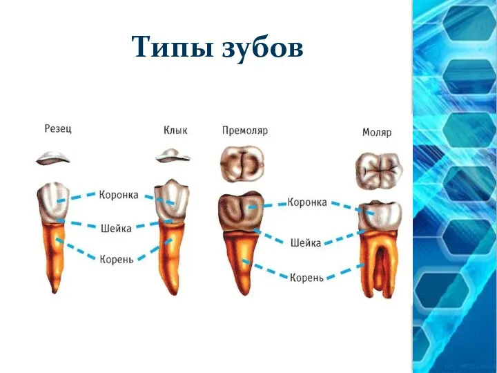 Типы зубов