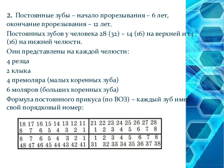 2. Постоянные зубы – начало прорезывания – 6 лет, окончание