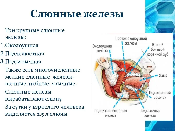 Слюнные железы Три крупные слюнные железы: Околоушная Подчелюстная Подъязычная Также