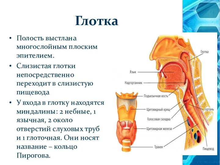 Глотка Полость выстлана многослойным плоским эпителием. Слизистая глотки непосредственно переходит