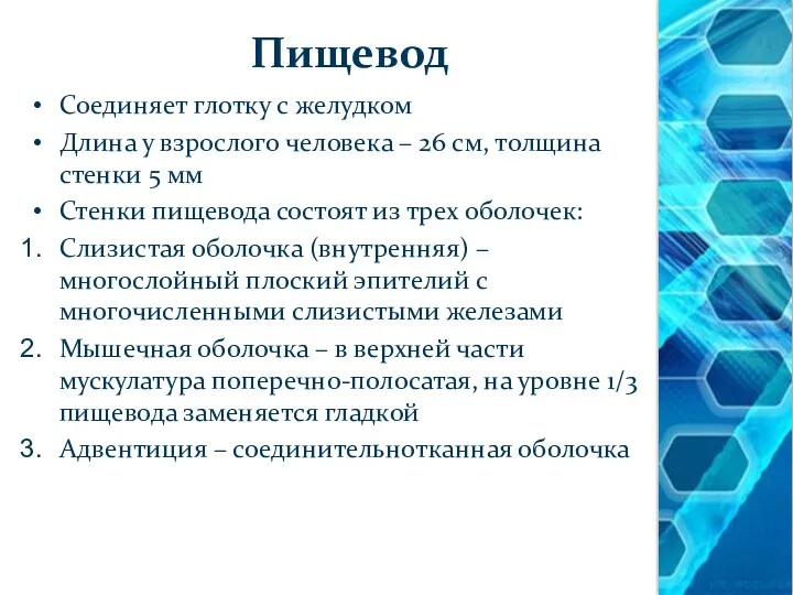 Пищевод Соединяет глотку с желудком Длина у взрослого человека –