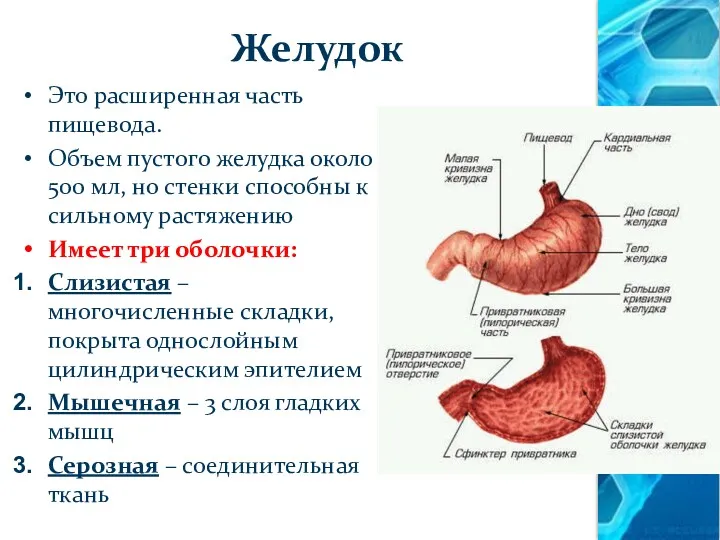 Желудок Это расширенная часть пищевода. Объем пустого желудка около 500