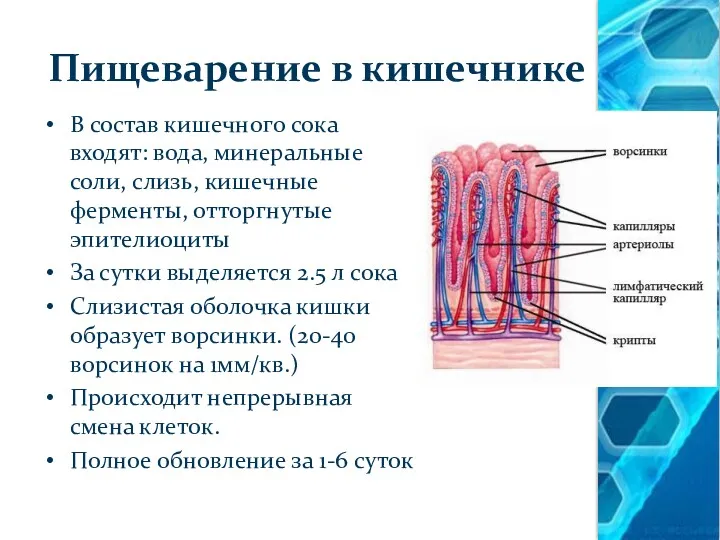 Пищеварение в кишечнике В состав кишечного сока входят: вода, минеральные