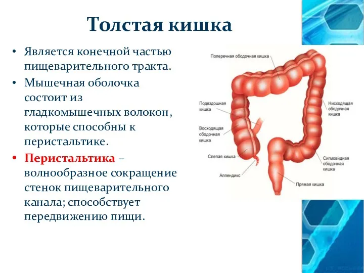 Толстая кишка Является конечной частью пищеварительного тракта. Мышечная оболочка состоит