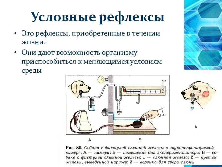 Условные рефлексы Это рефлексы, приобретенные в течении жизни. Они дают